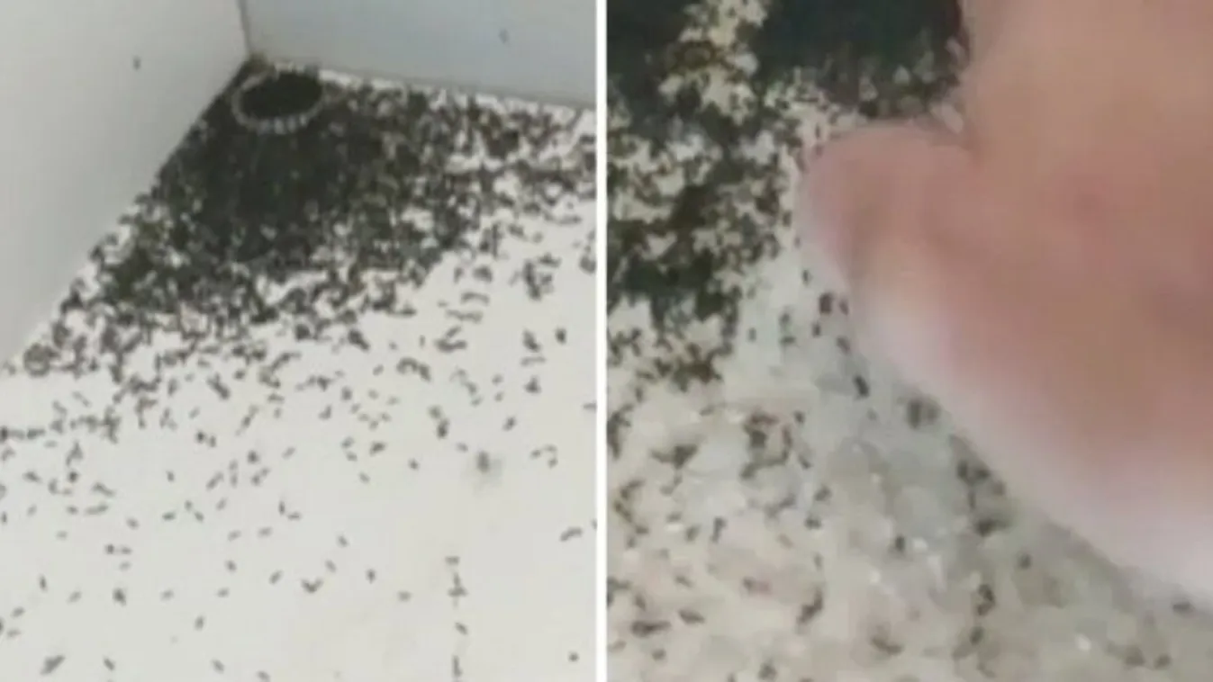Fura zajt hallott a kisfiú, undorító, ami okozta