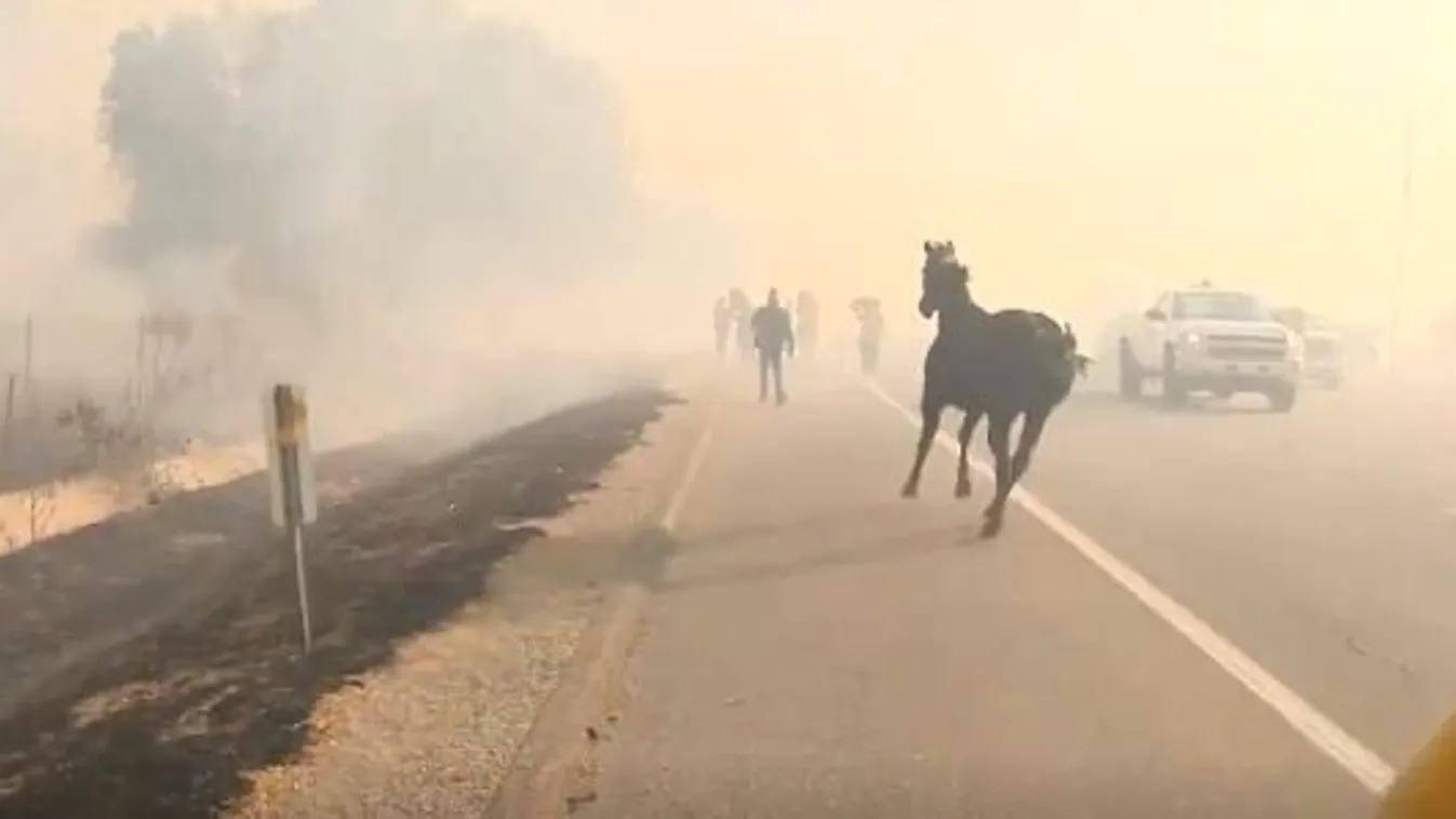 Visszarohant társaiért a lángok közé a hős ló