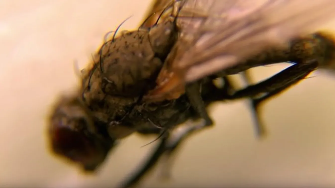 Bizarr! Hemzsegnek a rovarok mindennapi ételeinken – videó