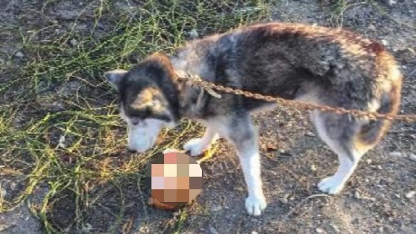 Brutális vérengzést csapott egyetlen éjszaka alatt a huskykölyök