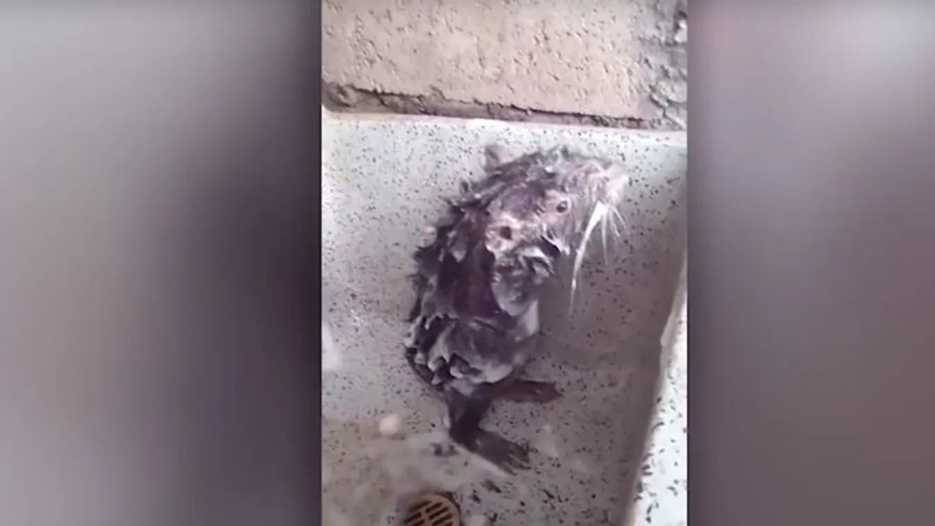 Úgy zuhanyzott ez a patkány, mint egy ember – videó
