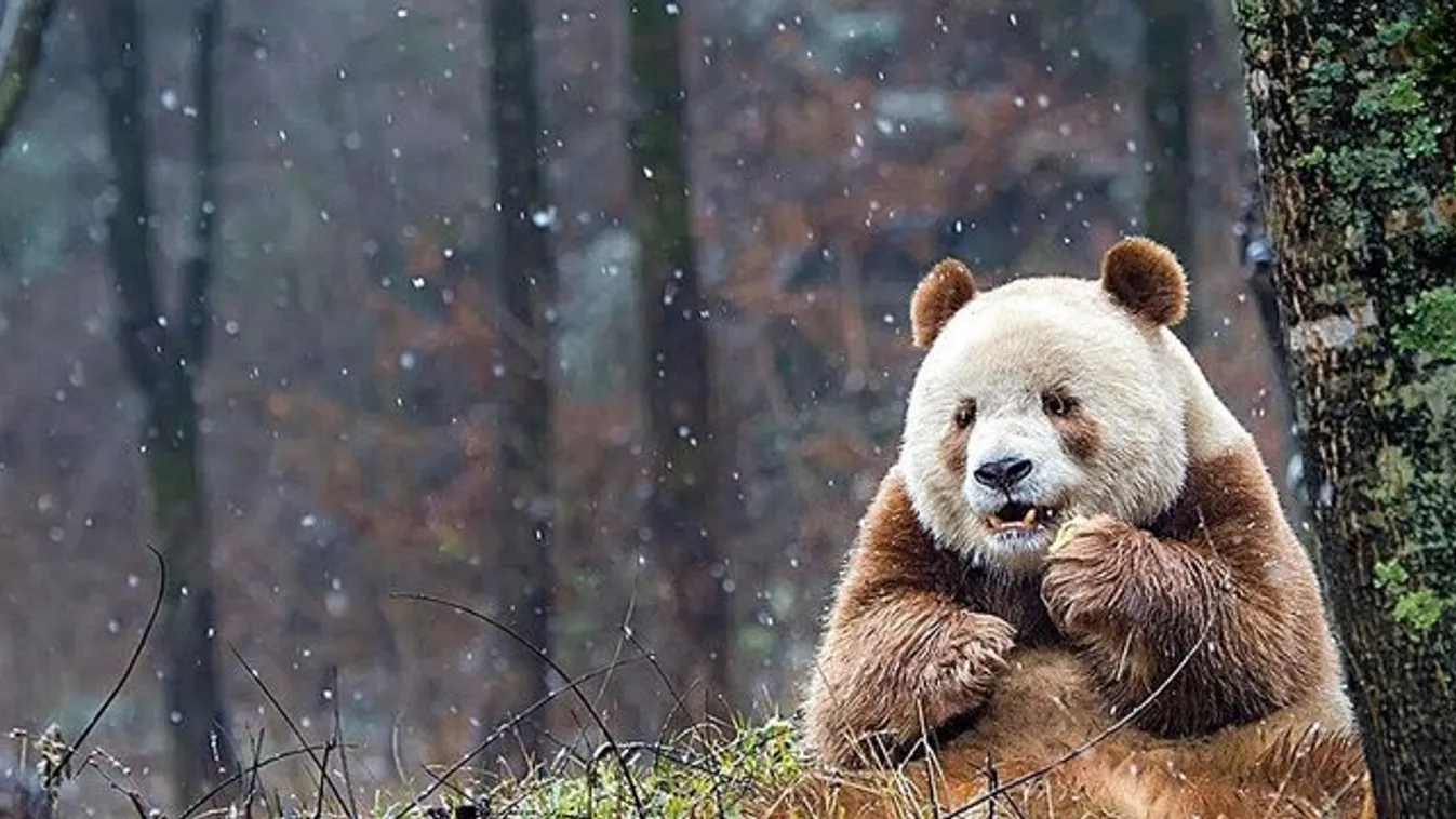 Testőrt kapott a színhibás panda