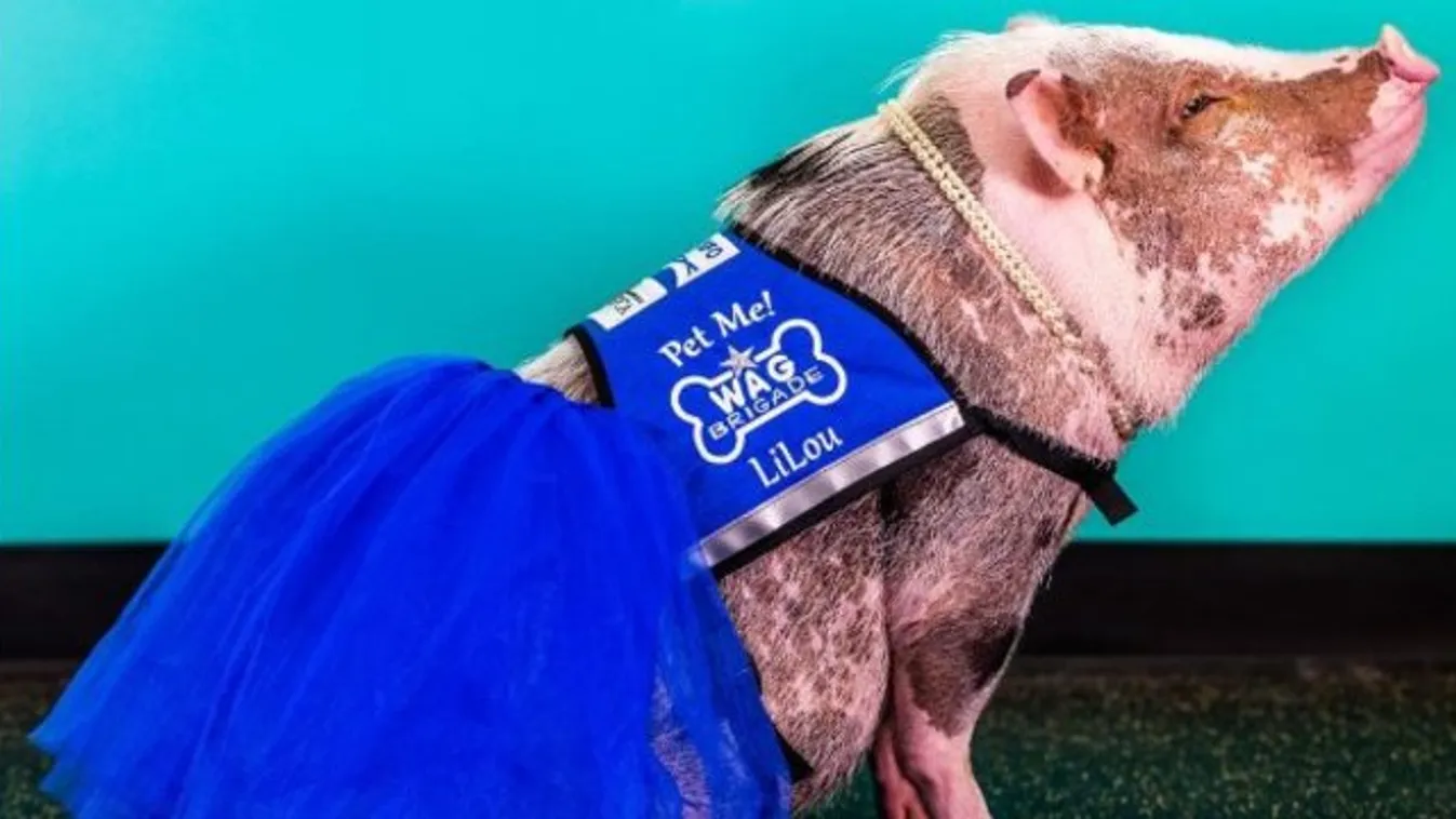 Kismalacot fogadott fel a légitársaság