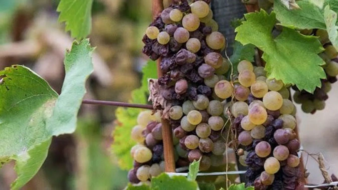 Tokaj szőlővesszein nektárt csepegtettél -  Tokaji furmint szőlő héjából készül a koronavírus ellenszere Debrecenben