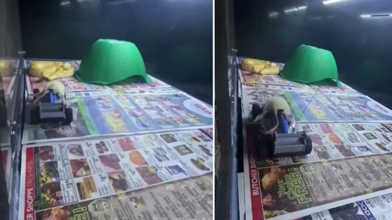 Rég láttunk ennyire szürreális kígyóetetést - videó