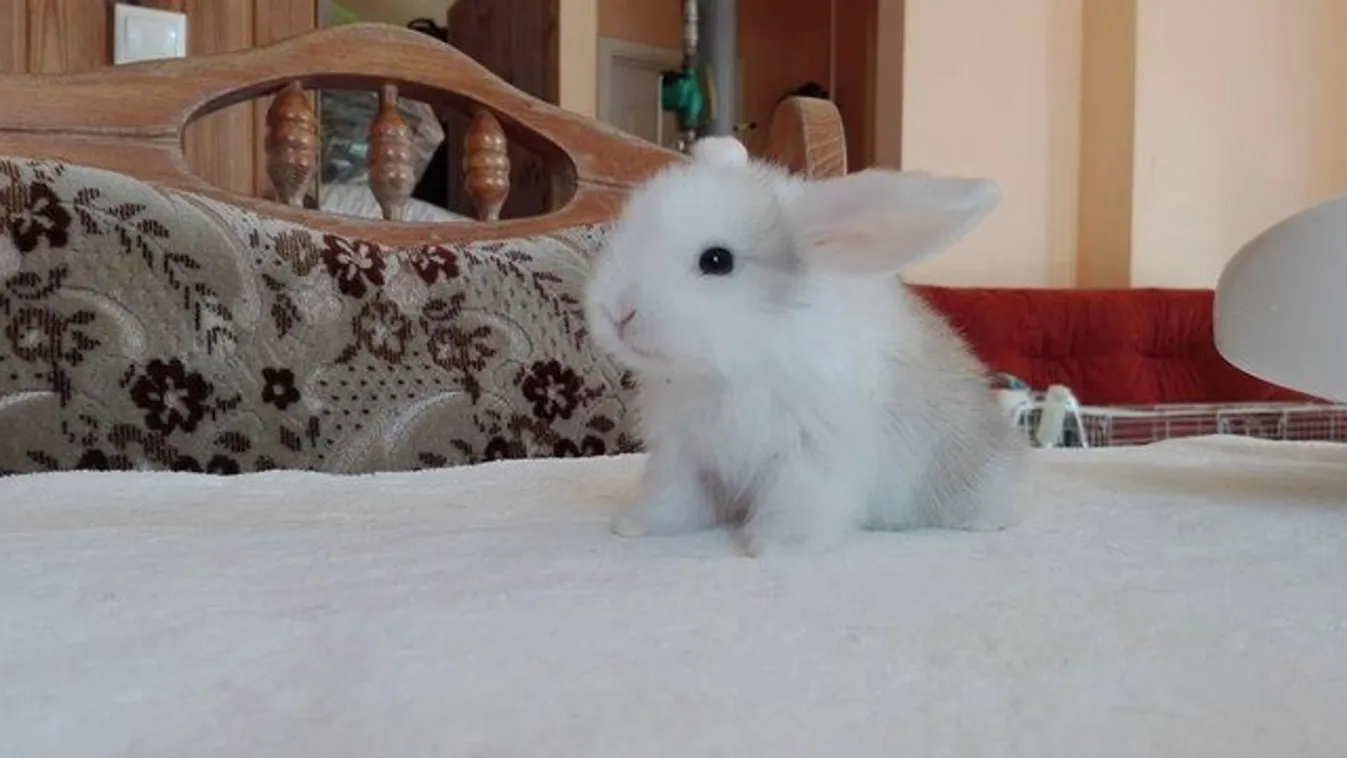 Kerekesszéket kap a lebénult kisnyuszi