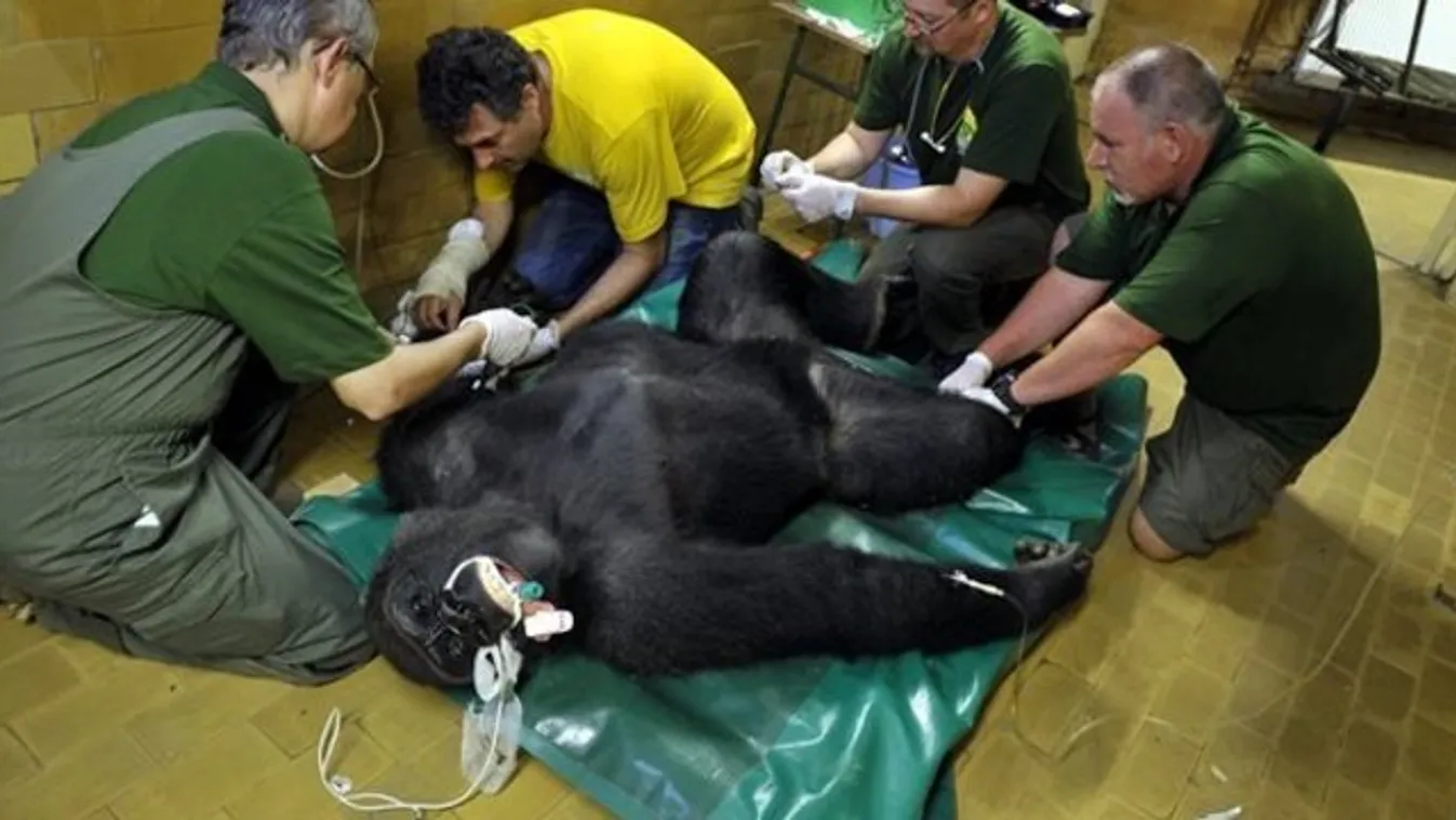 A lengyelekhez költözik Bongó, a budapesti gorilla - fotók