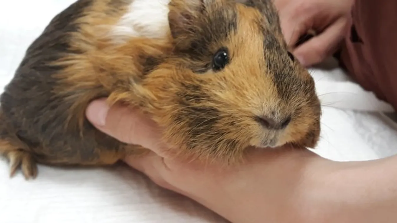 16 tengerimalac menekült meg az éhenhalástól és a kihűléstől Sülysápnál