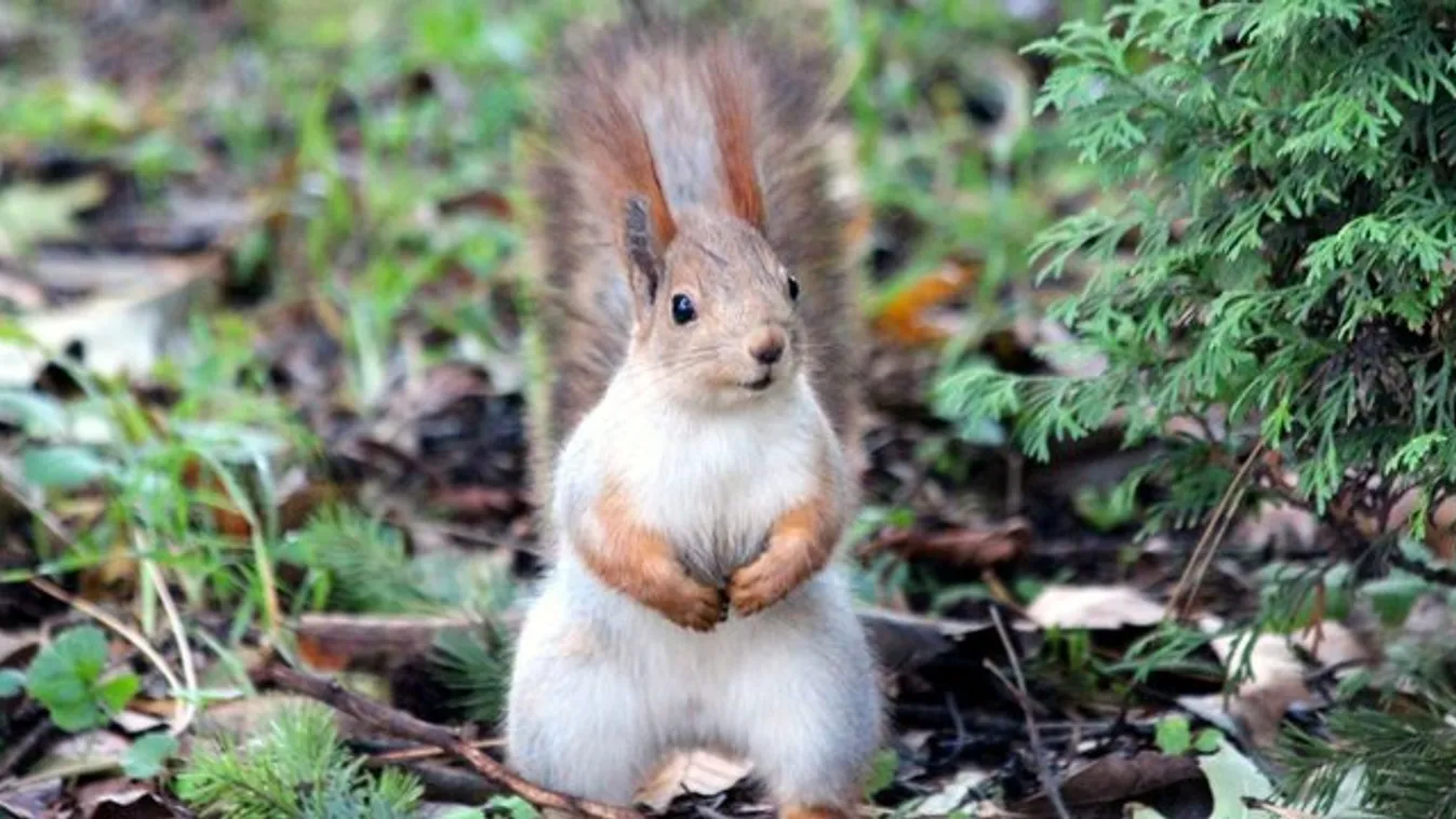 Mókusnépszámlálást tartanak a Central Parkban
