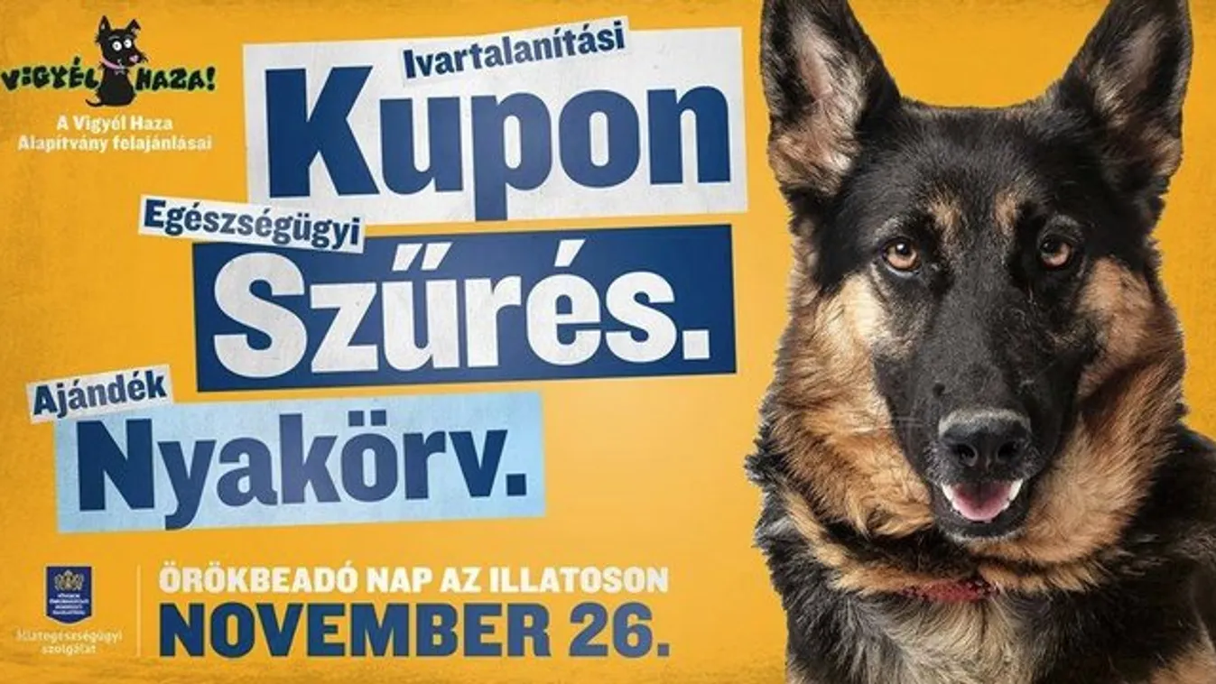 Túltelített az Illatos úti ebtelep, segítsen, aki tud!