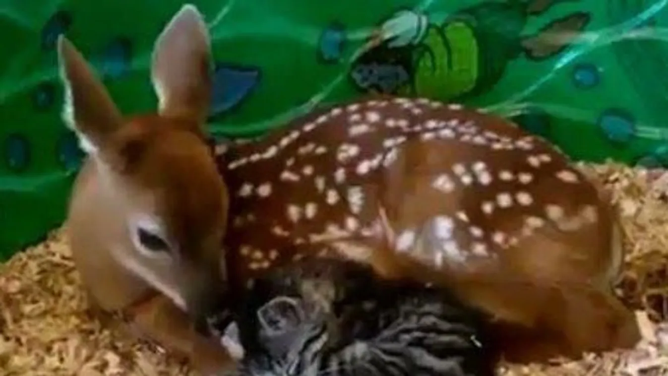 Cicust fogad örökbe Bambi