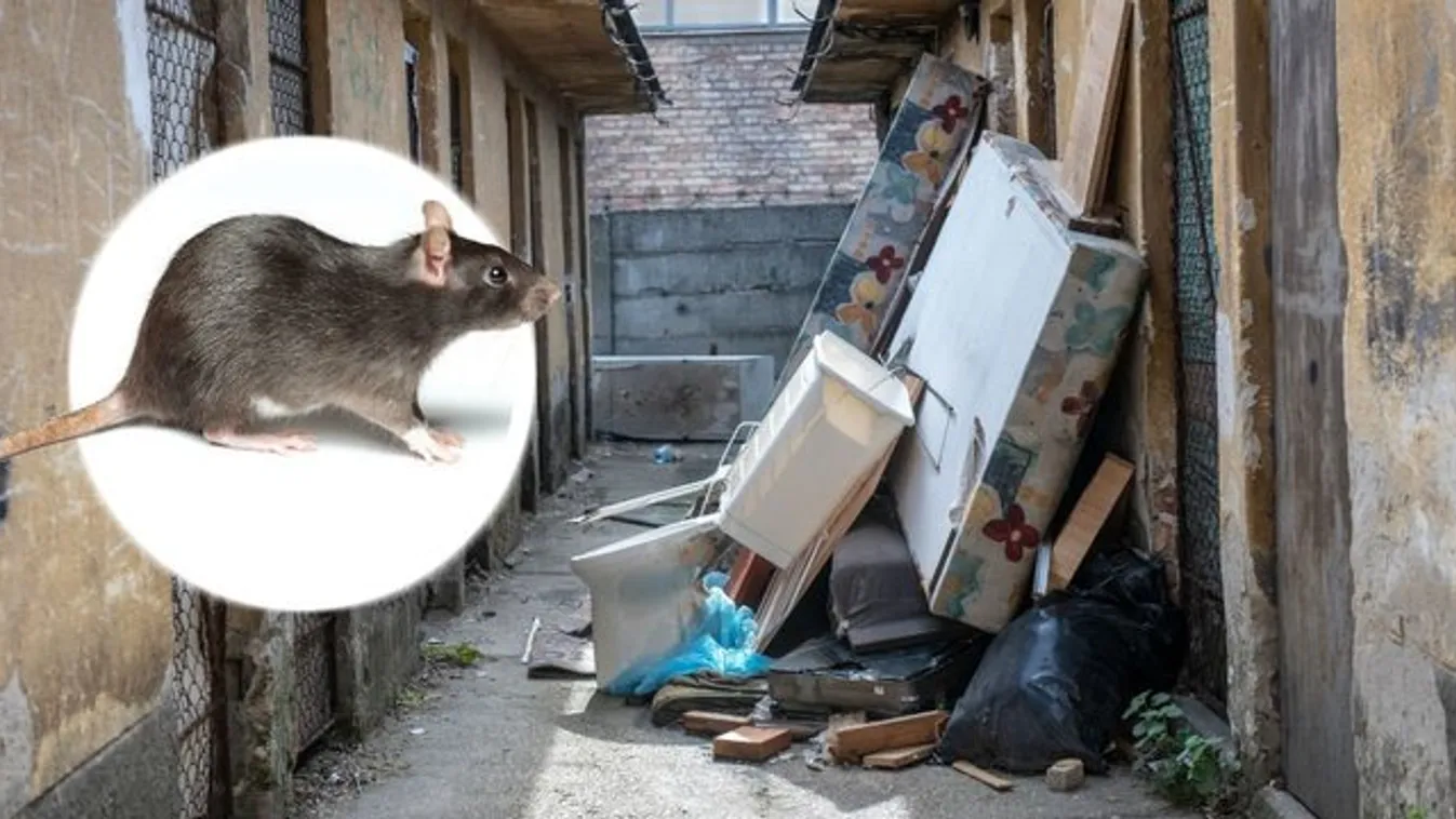 A Bors utánajárt: 24 órán belül ki kell irtani a patkányokat