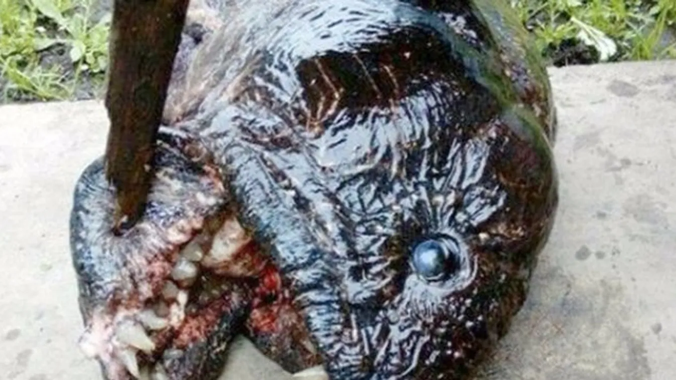 Mutáns piranhát találtak Oroszországban