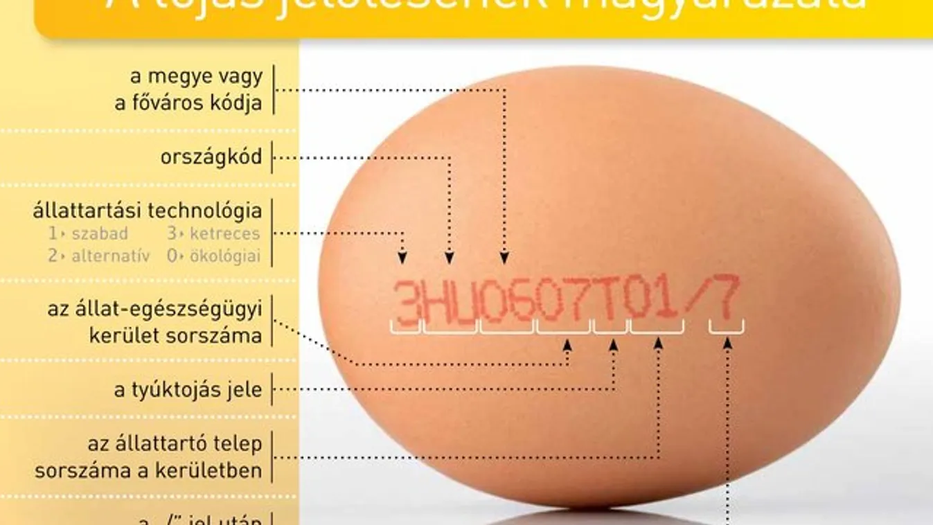 Ezt rejti a tojáskód