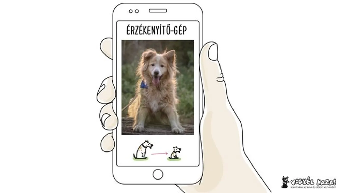 Megfiatalodnak az idős kutyák az „Érzékenyítő-gépben”