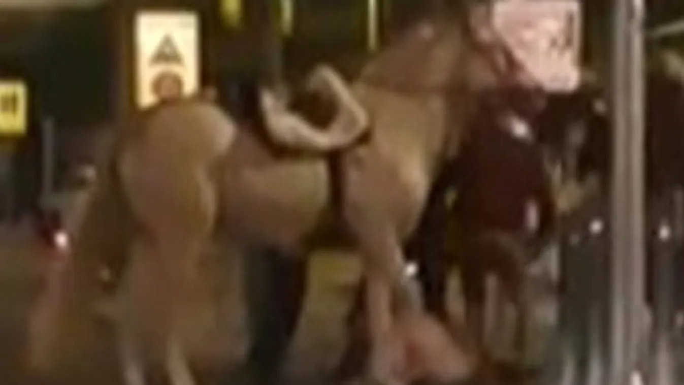 Egy ló bemegy a kocsmába – kezdődhetne a vicc, de ennek nem humoros a vége (videó)