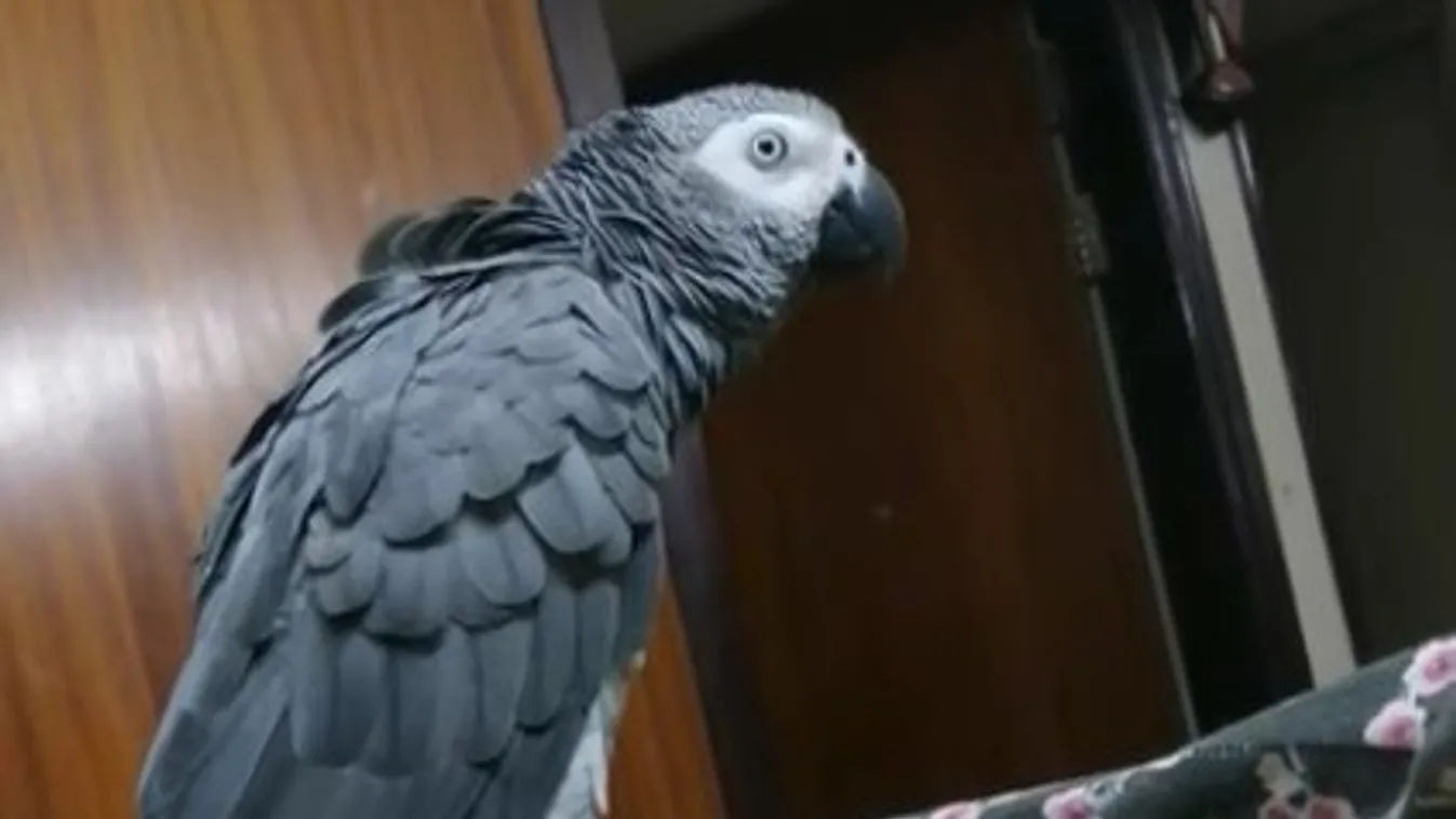 Ma garantáltan nem lát viccesebbet a macskaként nyávogó papagájnál - videó