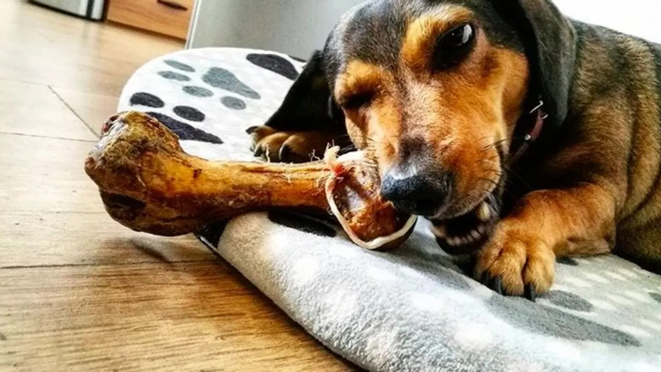 Kipurcant a rágástól Tubi