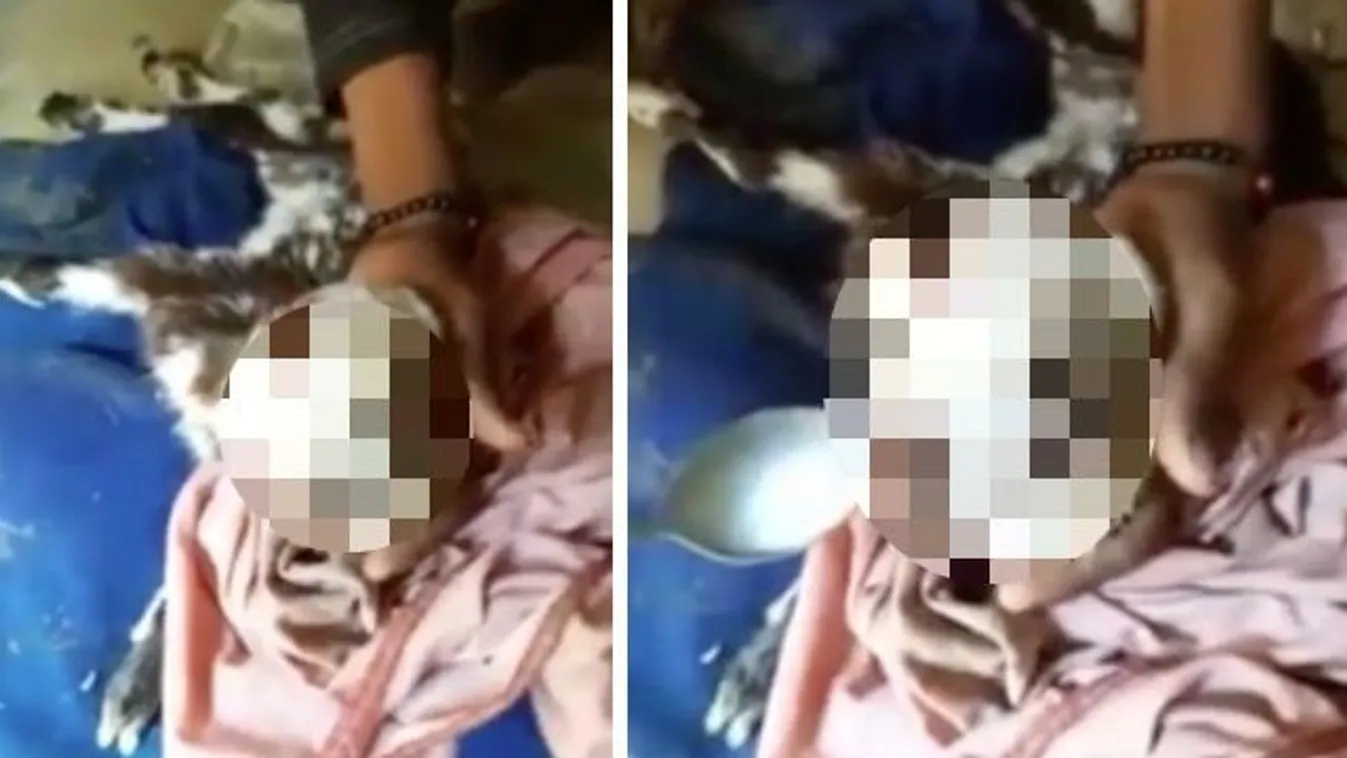 Nézze meg, hogy etetik a négyszemű, kétszájú kecskét! videó