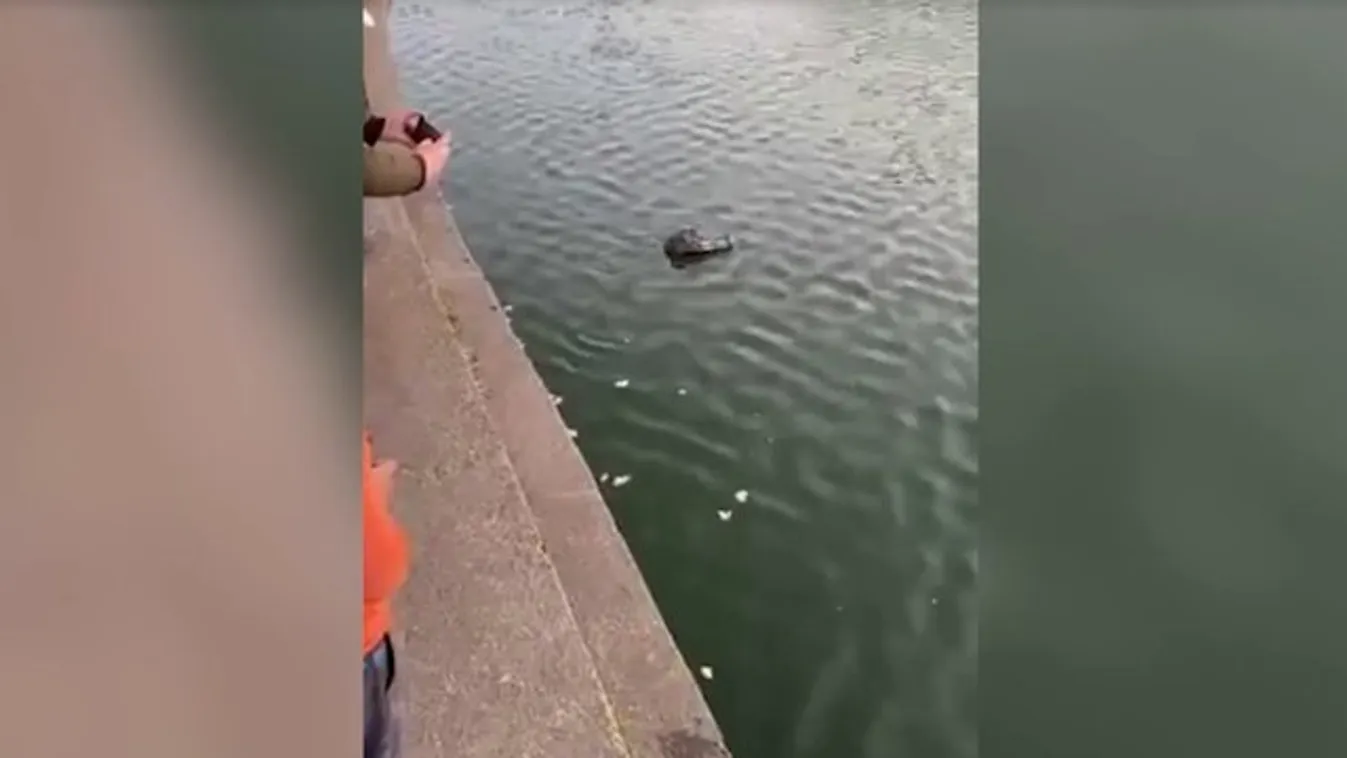 Durva! A hétvégén elszabadult egy veszélyes krokodil a városligeti csónakázótóban!