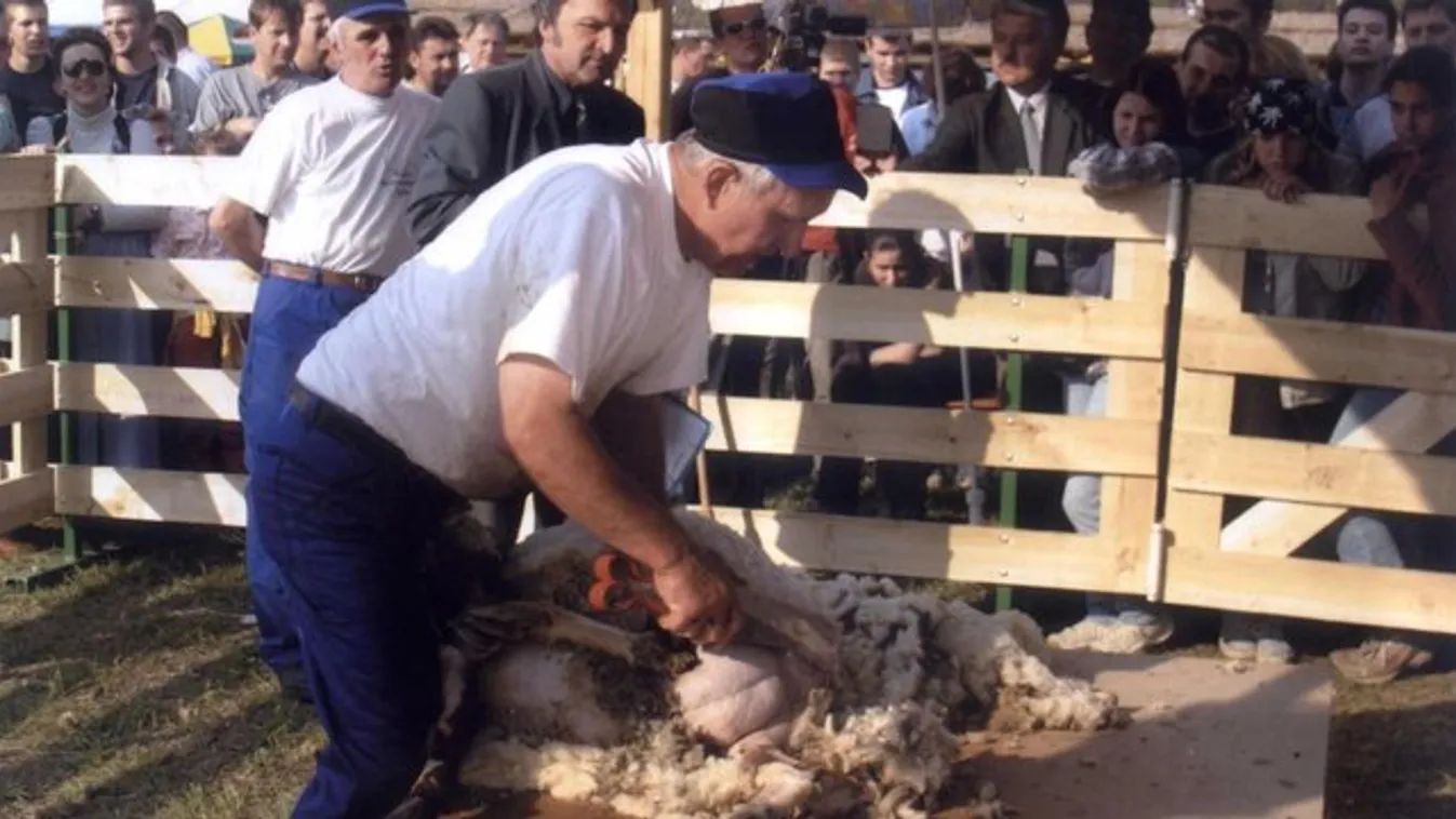 Napi 9 ollót használ el a birkafrizurákra János