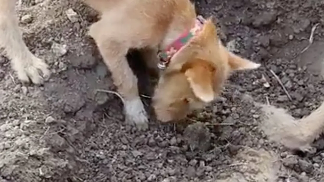 Megindító: így temeti el a kutya testvérét – videó 