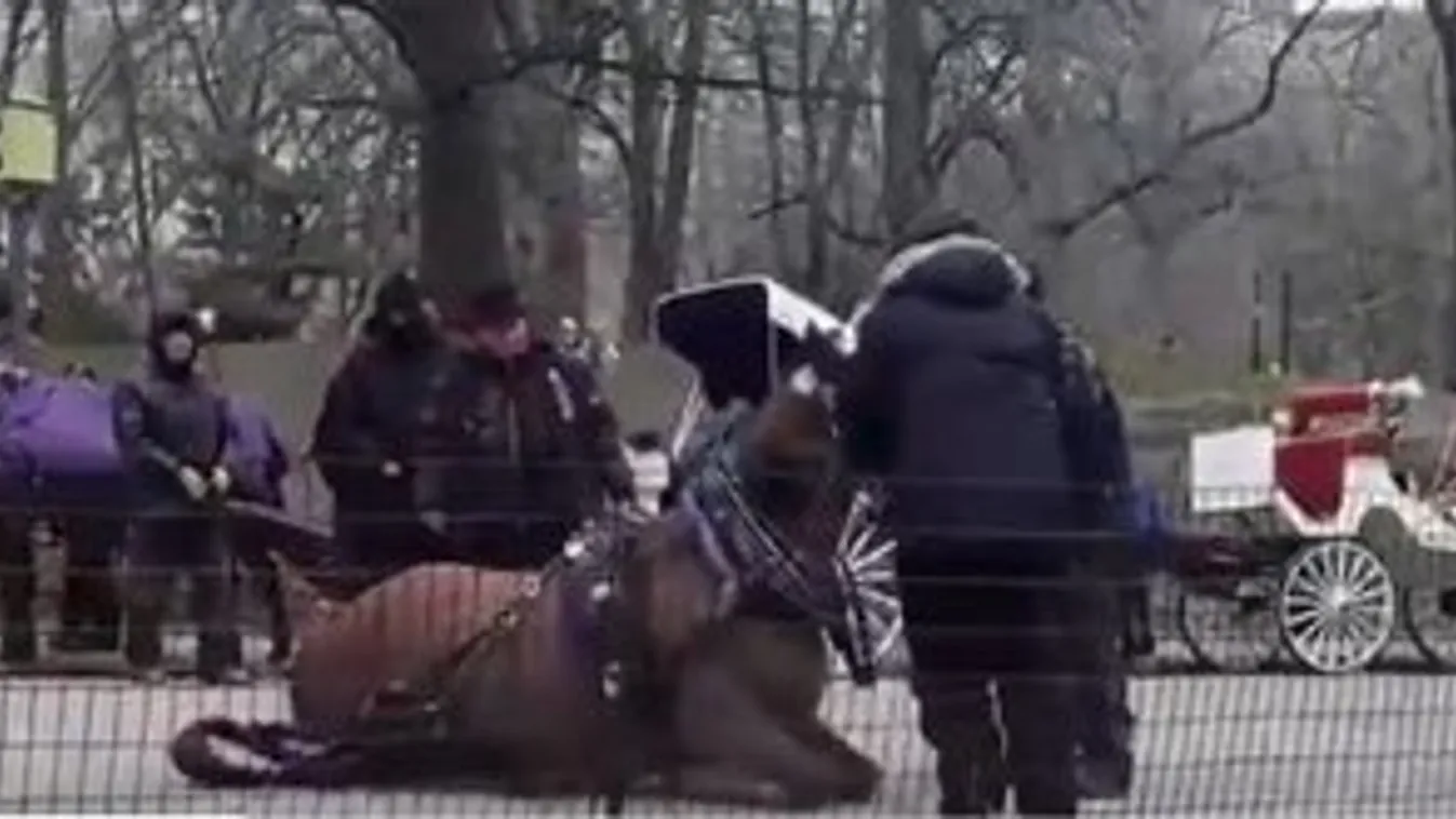 Sokkoló felvételen a végkimerülésben összecsukló állat - Tömeg előtt cibálta el a lovat a gazdája - videó