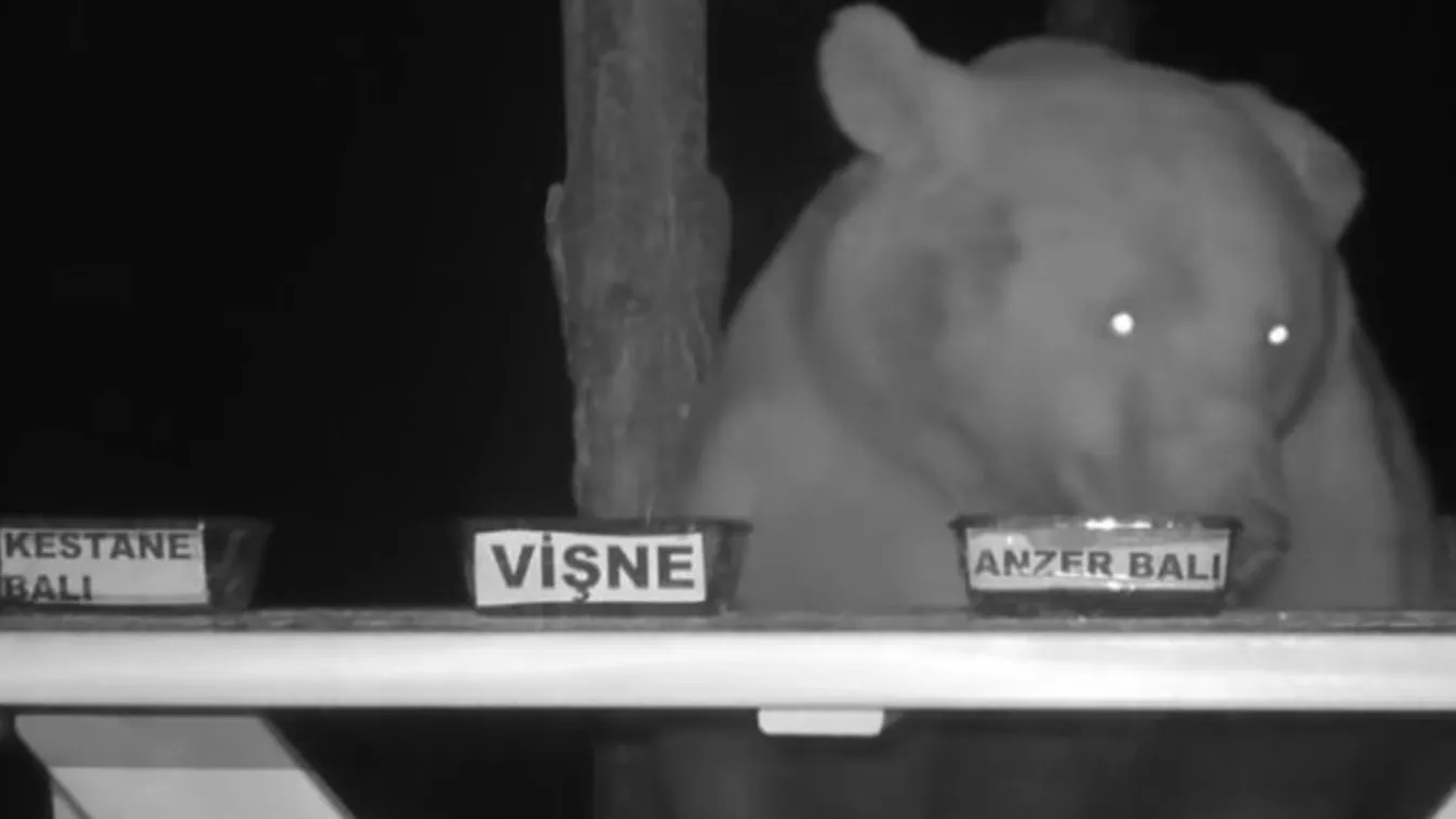 Mézet lopkodtak a medvék, ezért a méhész minőségellenőrt csinált belőlük – videó
