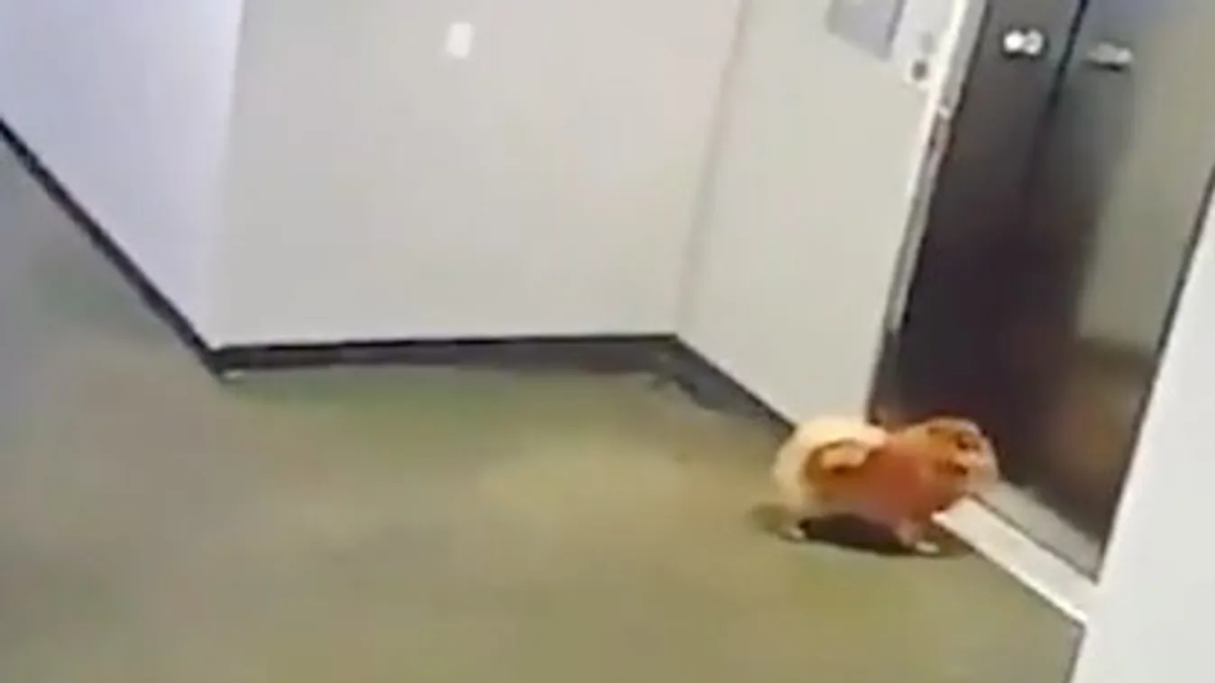 Vérfagyasztó! Nem vette észre a gazdi, hogy pórázon lévő kutyusa nem szállt be a liftbe – videó