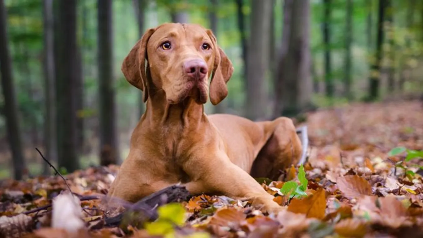 Egy magyar vizsla esetében az ártatlan vakarózás is utalhat betegségre