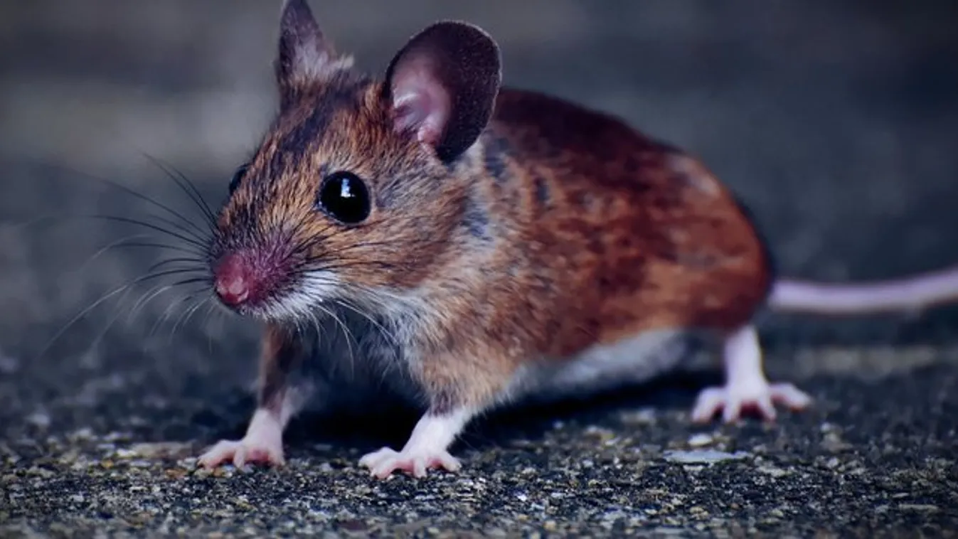 Mint egy horrorfilmben: egerek milliói árasztották el Ausztráliát – videó