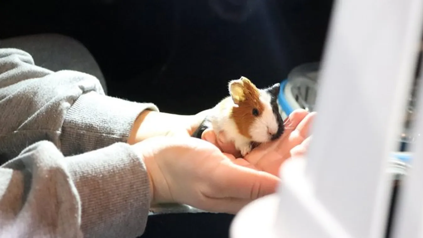 Adjon nevet a mentett sülysápi tengerimalacoknak!