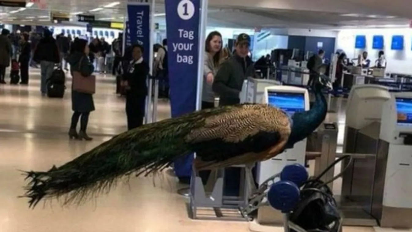 Nem szállhatott fel a nővel a lelki támasz pávája