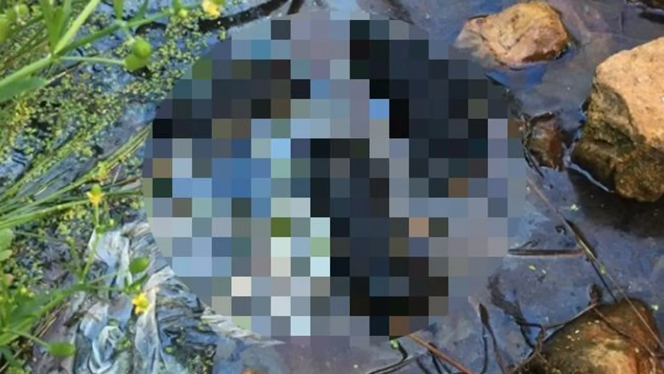 Drávaszabolcsi állatkínzás: pár órás kiskutyákat dobtak a kanálisba - 18+