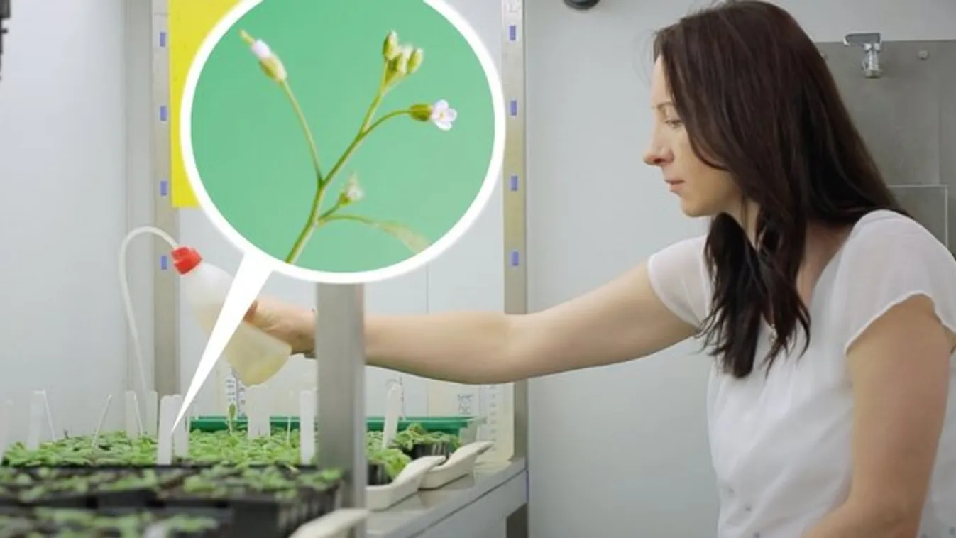 Génszerkesztéssel emelik a vitamintartalmat a szegedi kutatók