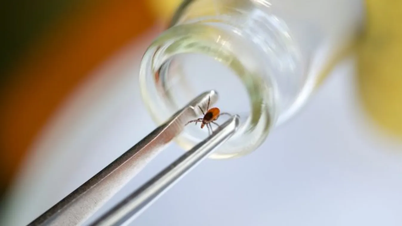 Fontos információk a lyme-kórról – Őrizze meg a kullancsot!