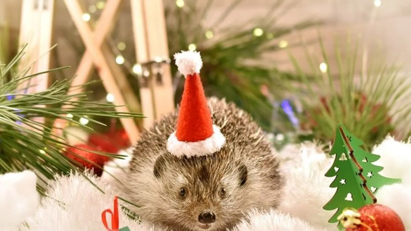 Ünnepi fotók – Karácsonyi díszben álltak modellt a vadállatok