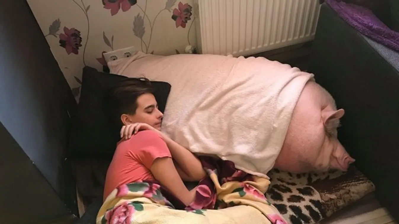 120 kilósra hízott meg Koni, a beteg szobamalac