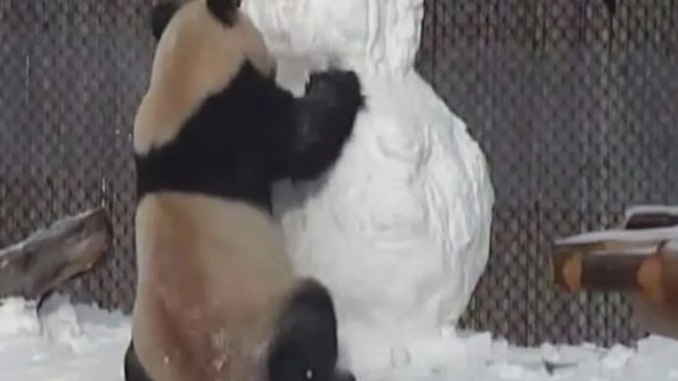 Ennél cukibb idén nem lesz: panda harcol egy hóemberrel