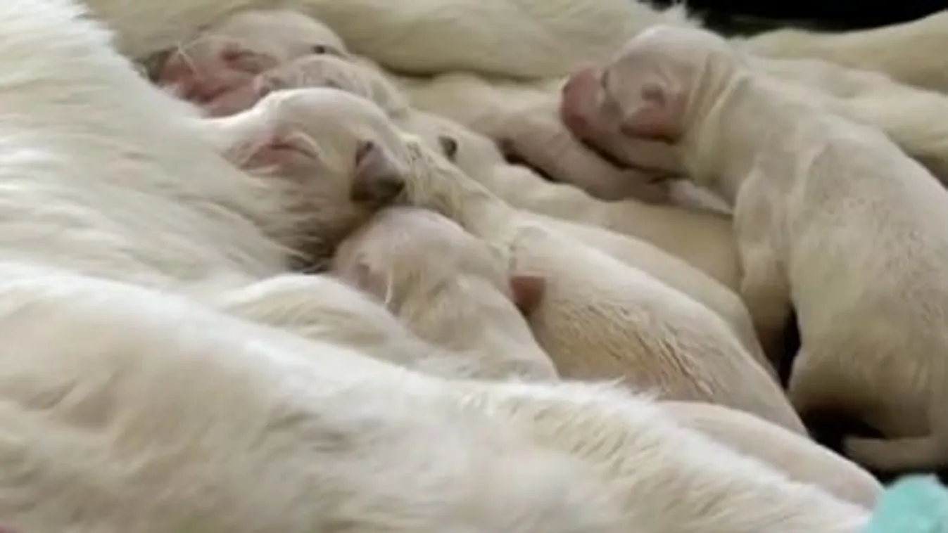 Reptéren hozta világra cuki kölykeit egy golden retriever – videó