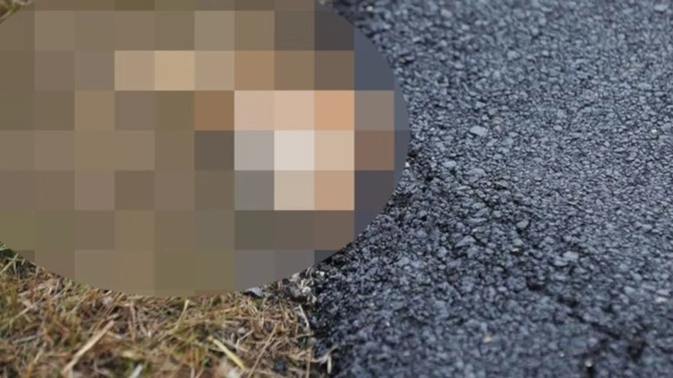 Borzalom! Macskát aszfaltoztak az útba Tázláron – 18+