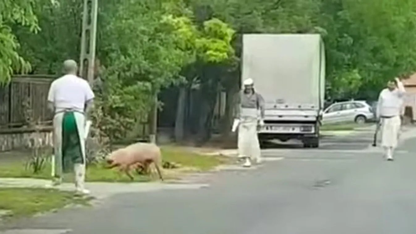 Ez lett a vége, hogy a tatai hentes a nyílt utcán ütötte le a fájdalomtól székletet ürítő sertést