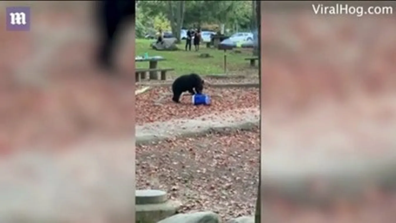 Hűtőtáskát lopott a kirándulóktól egy pimasz medve – videóval