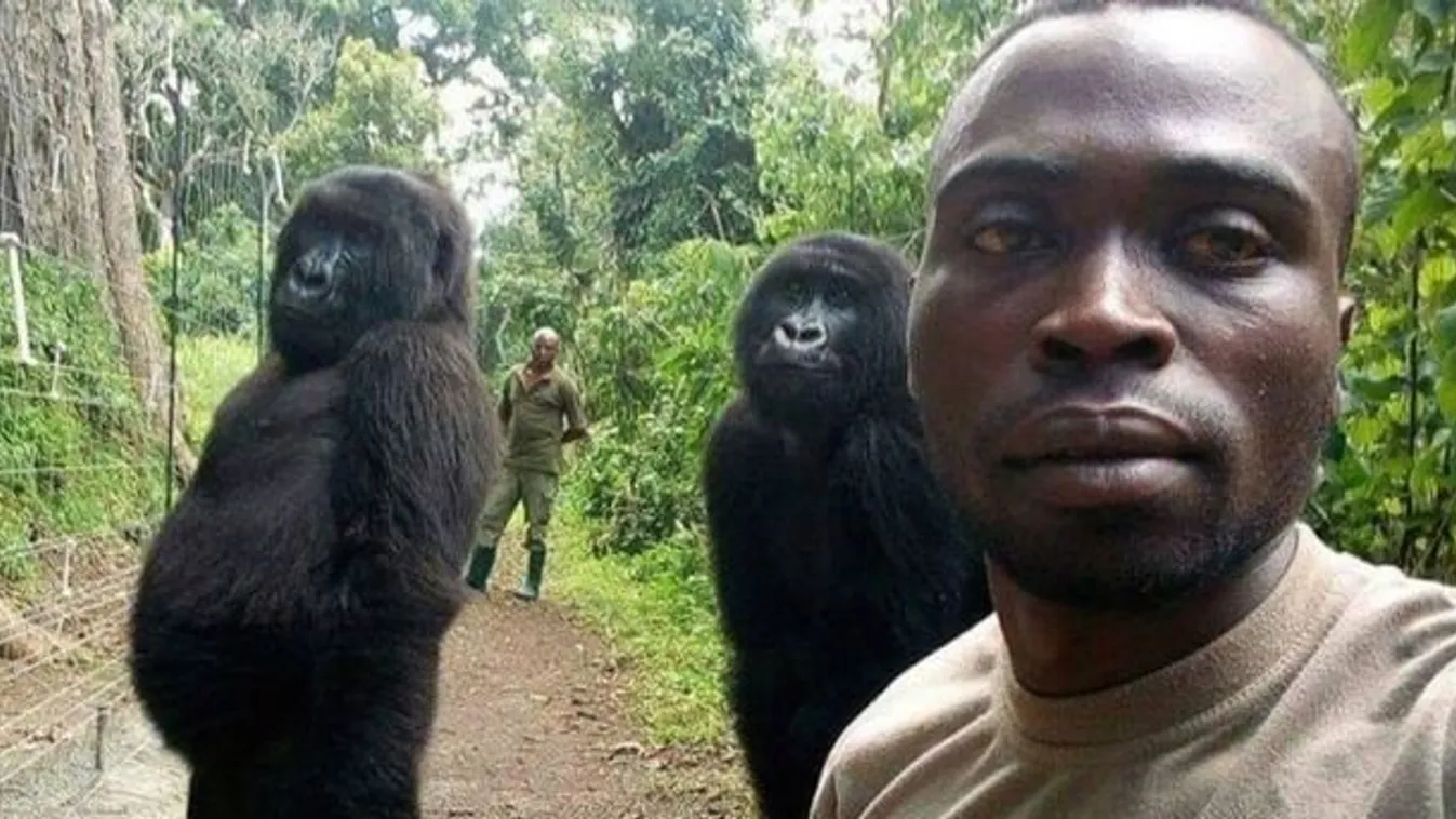 A mobiltelefont meglátva "vágták pózba" magukat a Virunga Nemzeti Park szelfiző gorillái