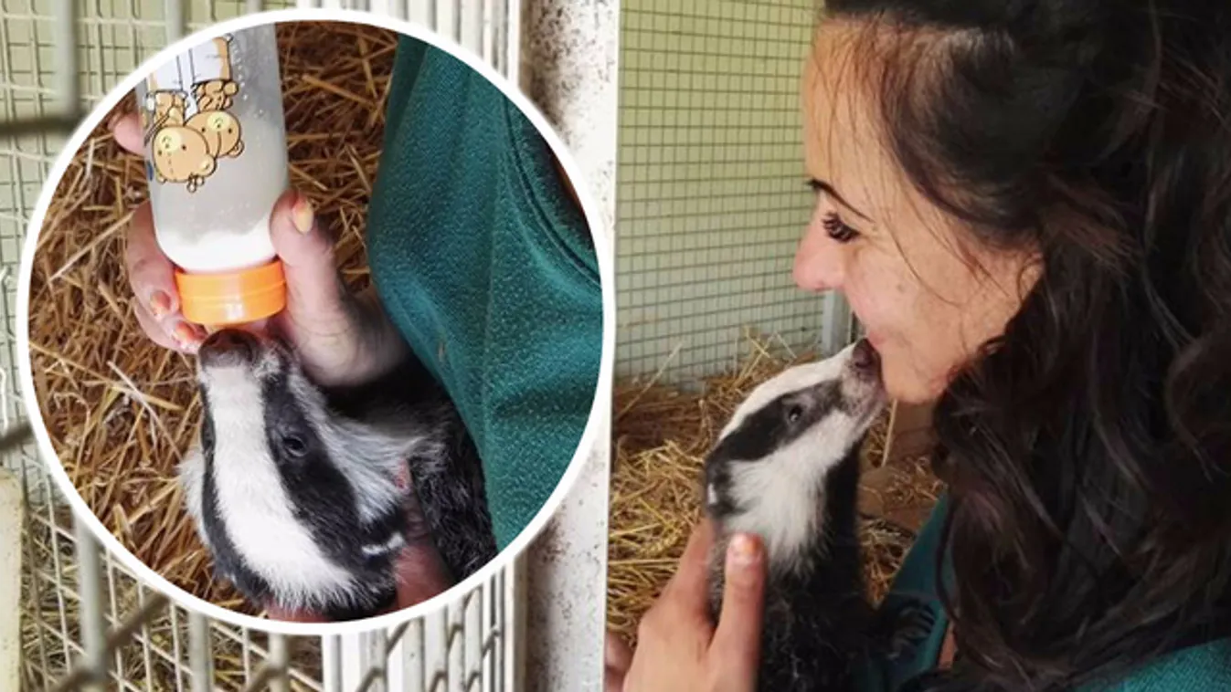 Pótmamaként cumiztatja a borzokat Henrietta