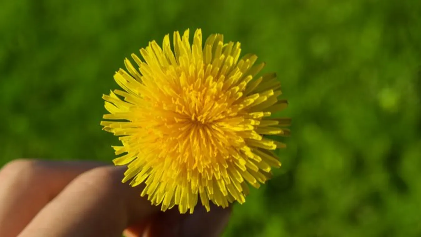 3 meglepően nyomós érv, hogy békén hagyd a pitypangokat a kertedben