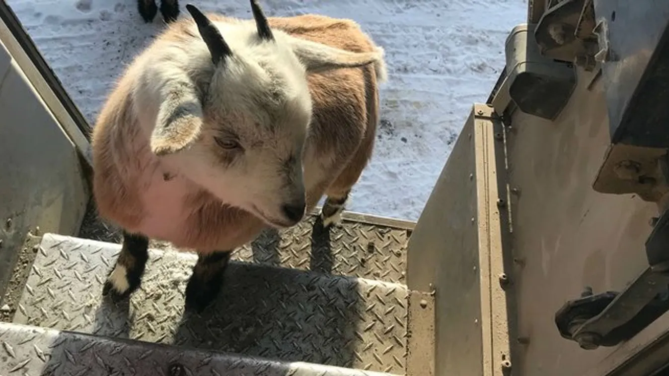 Napi cuki: feladta magát egy kecske – videó