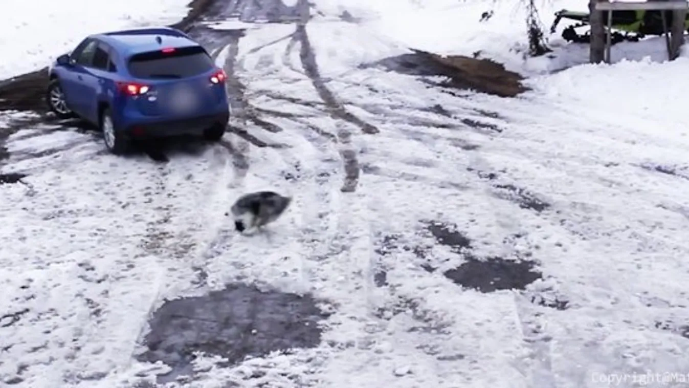 Hős border collie megmenti a csivava haverját, mielőtt elütné egy autó - videóval!