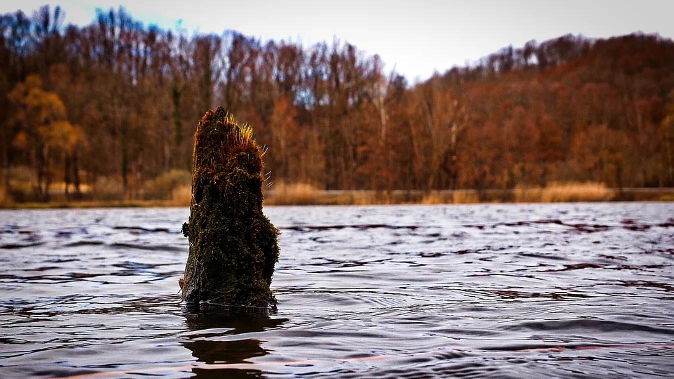Tudja, miért van tele tuskókkal a Tisza-tó?