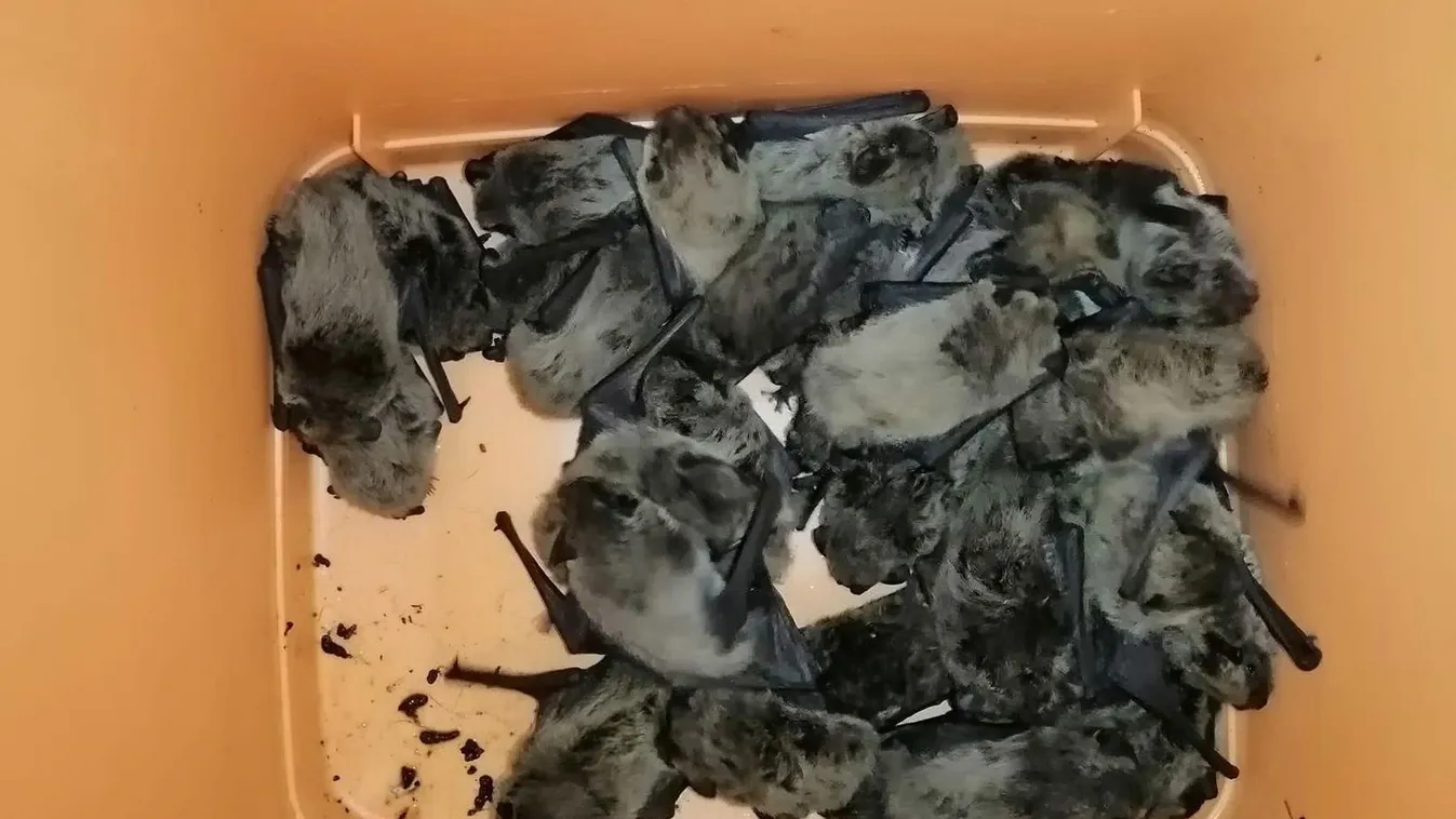 Megsegítették az ablakcserénél előbukkant apróságokat